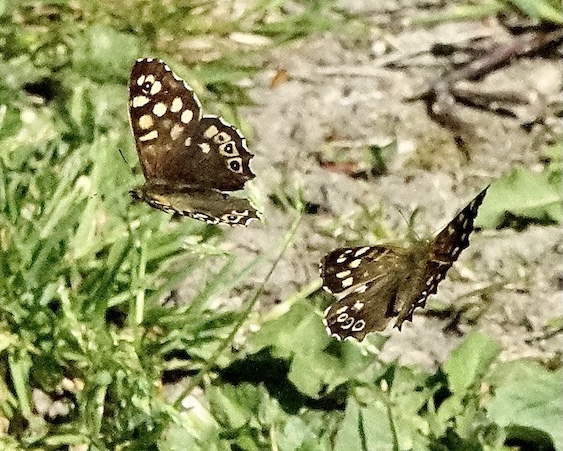speckled wood